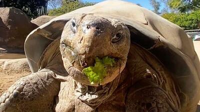  مرگ سالخورده‌ترین ساکن باغ وحش «سن‌دیگو» در ۱۴۱ سالگی