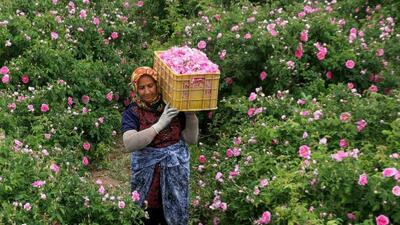  گل محمدی یکی از میراث‌های ارزشمند کشور ایران است