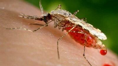  شمار مبتلایان به تب دنگی در هرمزگان به ۲۳۲ نفر رسید