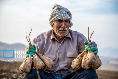  برداشت چغندر قند در الشتر