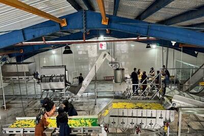  اولین واحد تولید سیب‌زمینی نیمه آماده با ۹۰ میلیارد تومان سرمایه‌گذاری در سنقر افتتاح شد