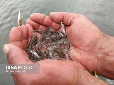  مدیرکل شیلات استان: نیمی از آب‌بندان گیلان قابلیت آبزی‌پروری دارد