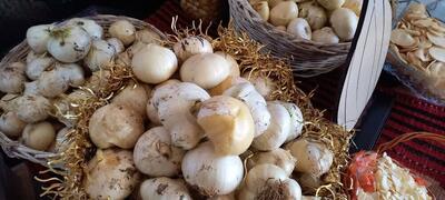  مصرف سیر خام ناشتا باعث لاغری نمی‌شود