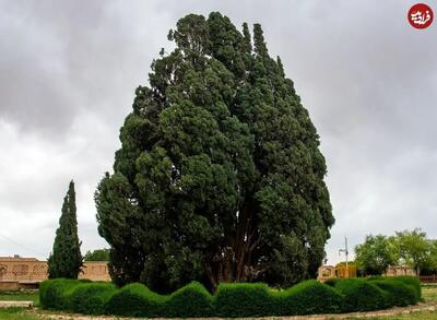  سرو ابرکوه؛ نگین کهن‌ترین درختان زنده جهان