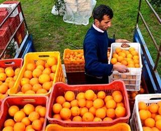  پرتغال‌های رنگ شده چه خطری برای سلامتی دارند؟