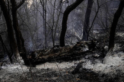  «نظارت معکوس»، سلاح نوین محیط‌زیست