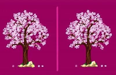  بازی فکری : این چالش ژاپنی اینترنت را تسخیر کرد؛ فقط تیزبین‌ها می‌توانند در ۷ ثانیه تفاوت‌های درخت گیلاس را پیدا کنند