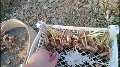  آموزش پرورش زعفران در اتاق خواب و آشپزخانه