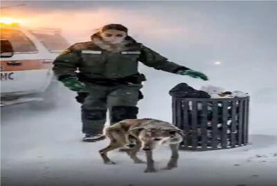  حیات وحش مصنوعی؛ سگ عیال وار برای نجات خانواده از بوران کمک آورد
