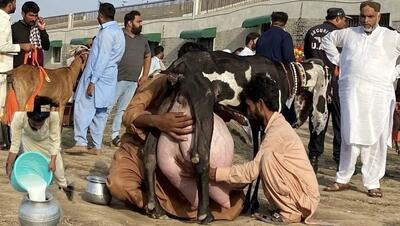  بز باورنکردنی؛ این بز به قدری شیر داد که تو پاکستان می پرستنش