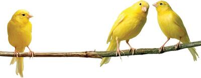  در ایران چندقناری میلیاردی داریم؟