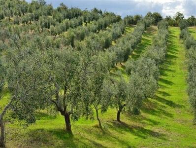  امسال برای تولید ۱۰۰ هزار تن زیتون هدف‌گذاری شده است