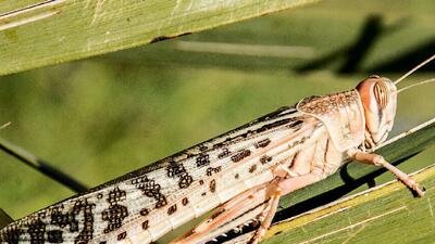  احتمال حمله ملخ صحرایی به استان‌های جنوبی