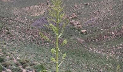  راهبرد حفاظتی جدید در زرند؛ هم‌افزایی یگان ویژه منابع طبیعی و محیط زیست برای پایش مستمر