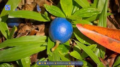  تنها میوه آبی رنگ دنیا چیست و کجا رشد می‌کند؟