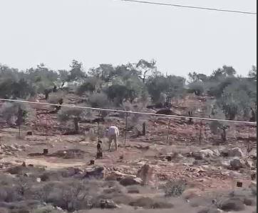  تصاویری از  اقدام جنایتکارانه شهرک نشین صهیونیست در یک روستای فلسطینی