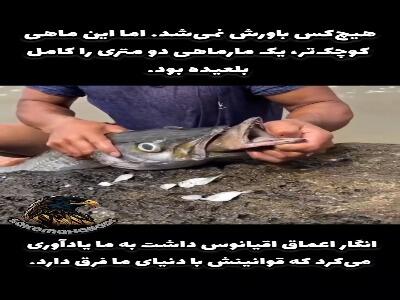  این ماهی کوچک یک مارماهی دومتری را بلعید!