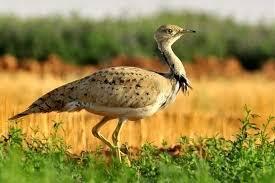  هوبره پرنده ایی زیبا و خوش قد و بالا
