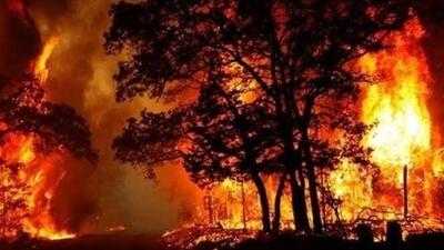  تصاویری جدید از آتش سوزی در جنگل‌های هیرکانی