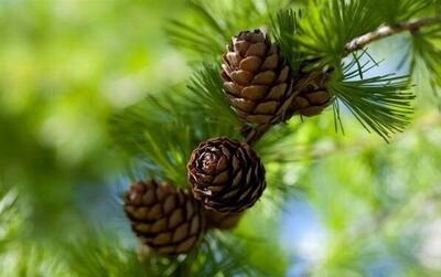  علم، پشت یک تجربه خوشایند / چرا بوی کاج حال ما را بهتر می‌کند؟