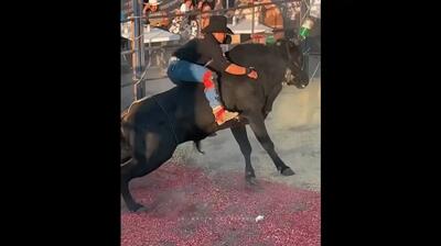  صحنه نفس‌گیر فرار گاوباز از حمله مرگبار گاو در میدان مسابقه (فیلم)
