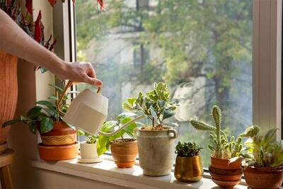  بهترین گیاهان برای تصفیه هوای خانه و اداره از نگاه ناسا