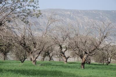  مبارزه با آفت لورانتوس در بیش از ۱۰۰۰ هکتار از جنگل‌های کردستان