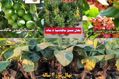  فروش نهال با قیمت پارسال و 10 نهال جایزه به ازای خرید 100 نهال