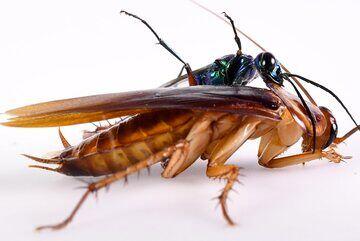  عامل پنهان آلودگی هوا / قاتل نامرئی کیفیت هوای خانه را بشناسید