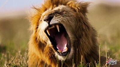  شیرها دو نوع غرش دارند و یکی می‌تواند به بقای آن‌ها کمک کند