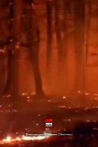  ببینید | آتش‌سوزی جنگل‌های هیرکانی در شرق گلستان؛ وزش باد مهار آتش را سخت و کُند کرده