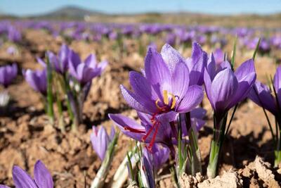 ۹۰ درصد زعفران جهان در ایران کشت می‌شود