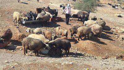  دشت بی‌آب فارس، عشایر بی‌تاب