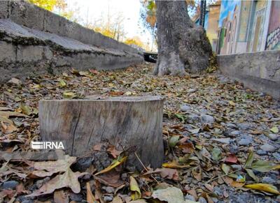  شیراز در سایه‌سار خاطره‌ها؛ قصردشت، بی‌دفاع در برابر تیغ سرد توسعه