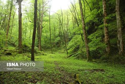  آتش‌سوزی‌هایی که احیای جنگل‌ها را برای سال‌ها به تعویق می‌اندازد