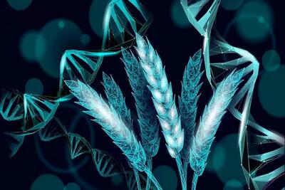  دانشمندان گندمی ساختند که خودش کود تولید می‌کند