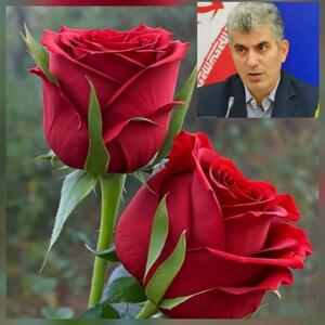  رئیس سازمان جهاد کشاورزی گیلان خبر داد: وجود بالغ بر ۱۵۰۰ واحد گلخانه در گیلان/ تولید ۳.۶ میلیون شاخه گل بریده