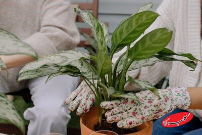  بهترین گیاهان برای تصفیه هوای خانه و اداره از نگاه ناسا + روش نگهداری - کلبه سرگرمی