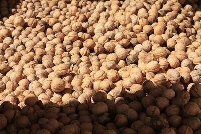  گردوی ایران به سبد کدام کشورها رفته است؟