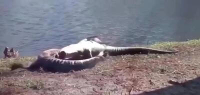  فیلم درگیری وحشتناک دو تمساح