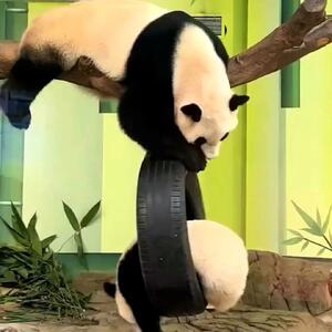  از بازی دیدنی پاندا ها بر روی تاب تا نگهداری شتر در خانه