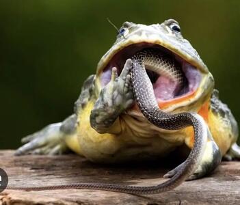  مستند حیات وحش؛ نبرد قورباغه سهمگین و مار برای بقا در قفس