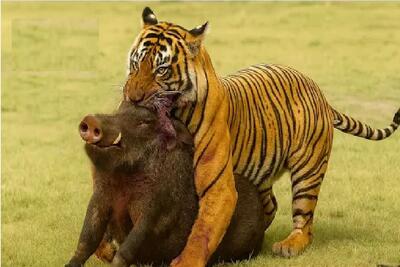  مستند حیات وحش؛ ببر خطدار جیک ثانیه گراز میزنه زمین