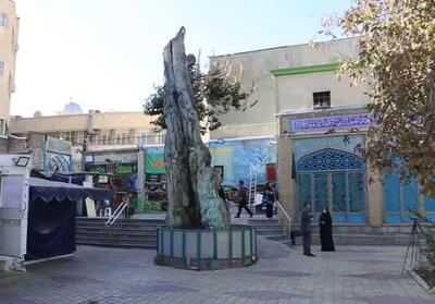  درخت کهنسال امامزاده شاهزاده حسین(ع) همدان در آستانه نابودی فیلم - تسنیم