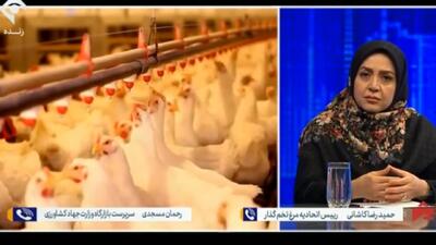  دلیل گرانی تخم‌مرغ مشخص شد + فیلم