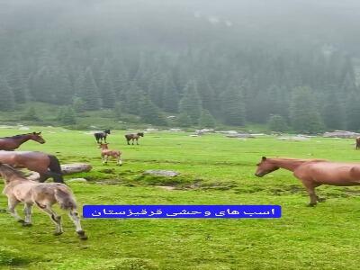  اسب های وحشی دشت‌های کوهستانی قرقیزستان