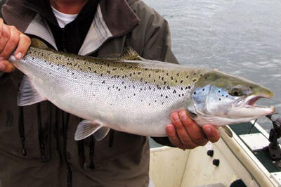  فناوری هوش مصنوعی به کمک ماهی‌‌ها آمد