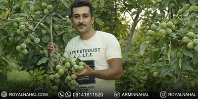  درآمد میلیاردی با احداث باغ گردو ژنوتیپ تیپ ۷ (طلای سبز ایران)،(متناسب با اقلیم‌های کلیدی ایران)