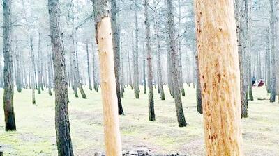  ۱۷۰ اصله درخت در یک‌قدمی نابودی / پارک جنگلی بیستون خشک و آفت‌زده، فاجعه‌ای زیست‌محیطی در انتظار است | اقتصاد24