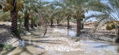  کشت بیش از ۲۷۰ اصله پاجوش خرما در هویزه